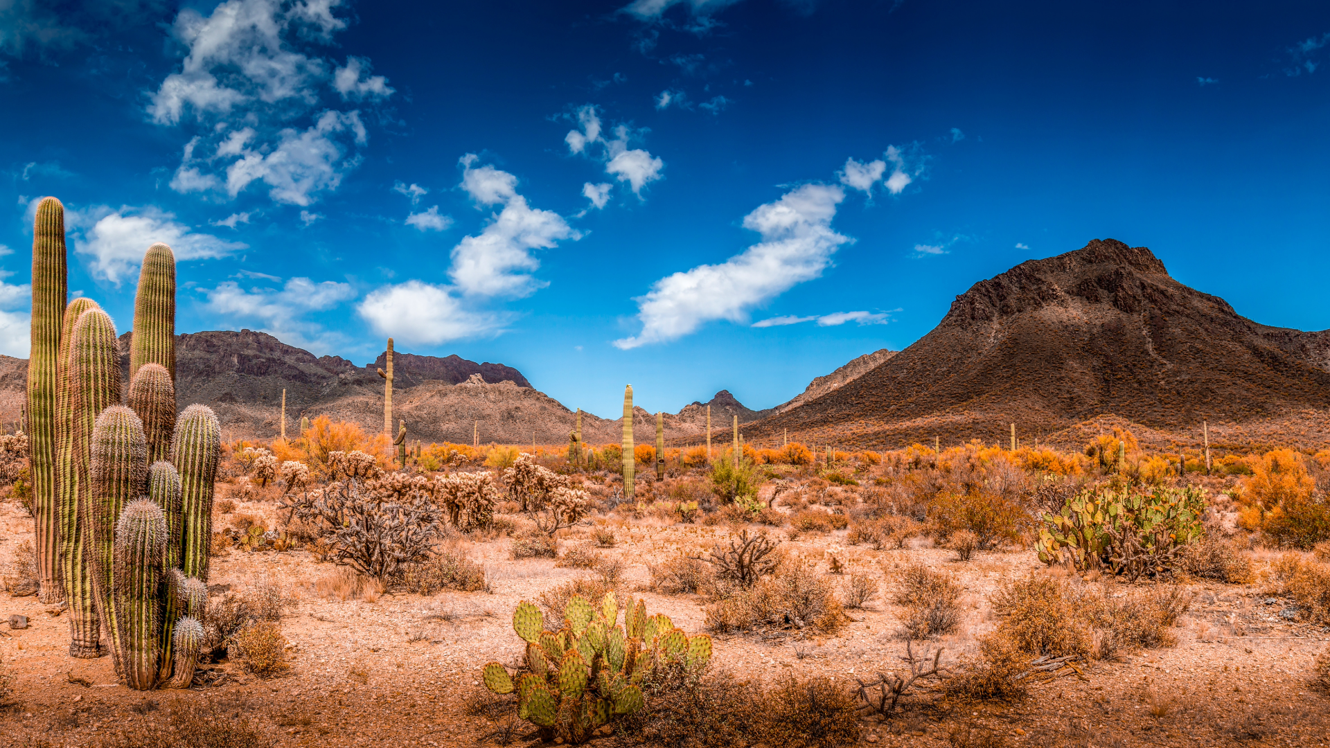 Saguaro cacti dominating arid desert landscape with rugged mountains under a cloudy blue sky in the Southwest United States.
